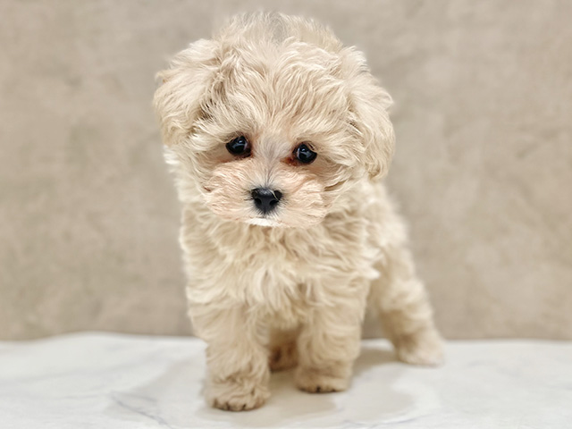 千葉県のマルプー(マルチーズ×プードル) (ペッツファーストららぽーとTOKYO-BAY店/2026年1月1日生まれ/男の子/アプリコット)の子犬の1枚目の画像