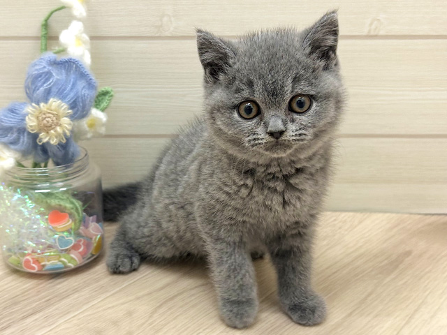 大阪府のブリティッシュショートヘアー (ペッツファーストららぽーと門真店/2025年12月29日生まれ/男の子/ブルー)の子猫の1枚目の画像