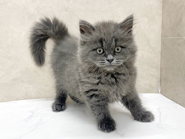 東京都のサイベリアン (ペッツファースト八王子多摩美大前店/2026年1月4日生まれ/女の子/ブルー)の子猫