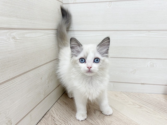 東京都のラグドール (ペッツファースト渋谷店/2026年1月3日生まれ/女の子/ブルーポイントバイカラー)の子猫の1枚目の画像