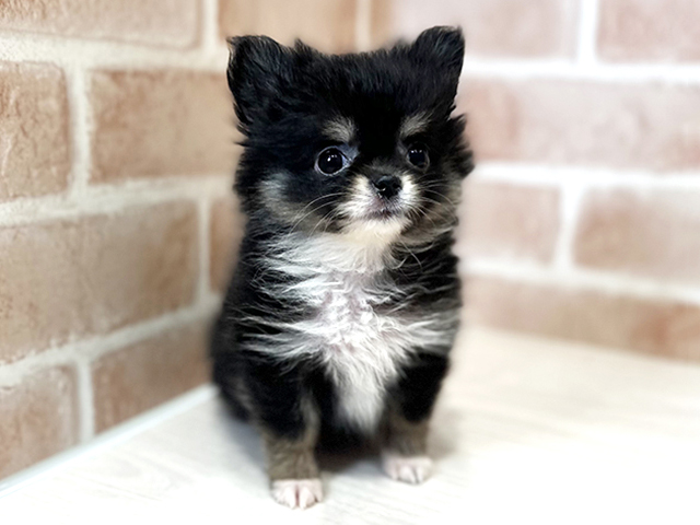東京都のポメチワ/チワポメ/ポメチー(ポメラニアン×チワワ) (ペッツファースト荻窪店/2026年1月5日生まれ/女の子/ブラックタンホワイト)の子犬の1枚目の画像