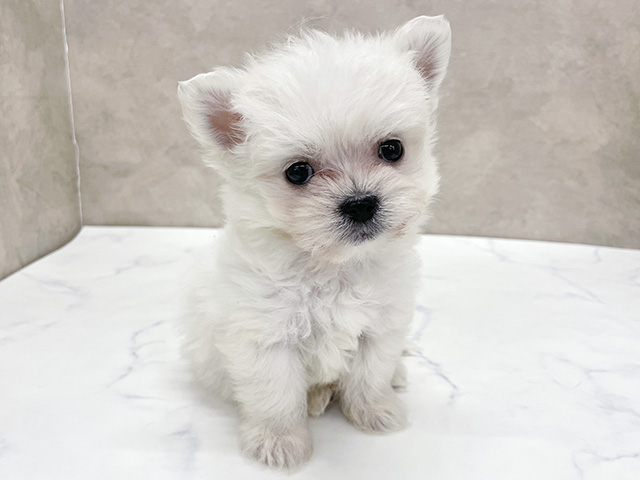 東京都のチワマル/マルチワ(チワワ×マルチーズ) (ペッツファースト八王子多摩美大前店/2026年1月4日生まれ/男の子/ホワイト)の子犬の1枚目の画像