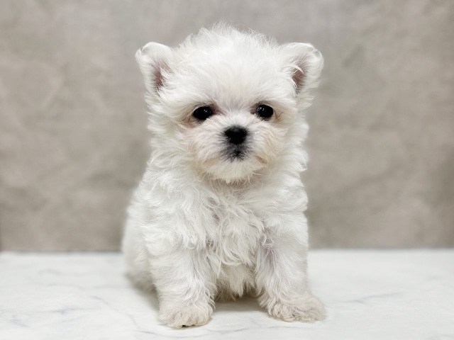 東京都のチワマル/マルチワ(チワワ×マルチーズ) (ペッツファースト池袋店/2026年1月4日生まれ/女の子/ホワイト)の子犬の1枚目の画像