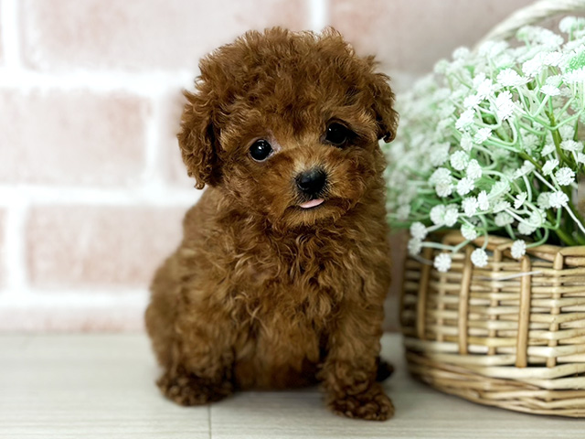 京都府のトイプードル(トイ) (ペッツファースト京都店/2026年1月3日生まれ/女の子/レッド)の子犬