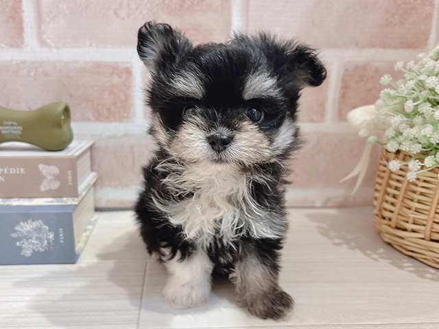 東京都のチワマル/マルチワ(チワワ×マルチーズ) (ペッツファースト自由が丘店/2026年1月2日生まれ/男の子/ブラックタンホワイト)の子犬の1枚目の画像