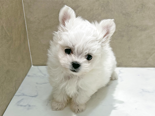 福岡県のチワマル/マルチワ(チワワ×マルチーズ) (ペッツファースト福津店/2026年1月2日生まれ/女の子/ホワイト)の子犬