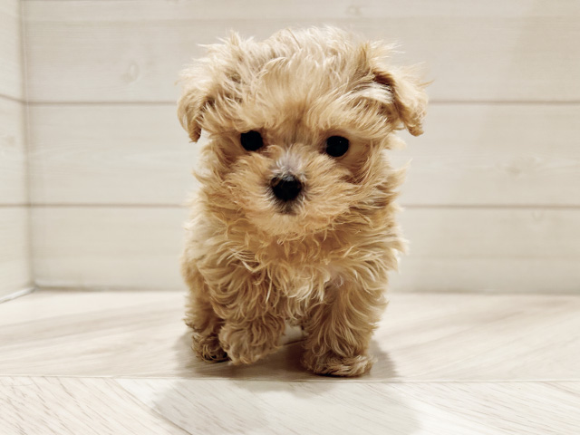 東京都のマルプー(マルチーズ×プードル) (ペッツファースト豊洲店/2026年1月2日生まれ/男の子/クリーム)の子犬の1枚目の画像