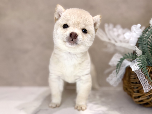 大阪府の豆柴 (ペッツファースト茶屋町店/2026年1月2日生まれ/女の子/白)の子犬の1枚目の画像