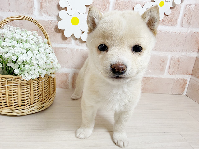 静岡県の豆柴 (ペッツファースト富士南店/2026年1月2日生まれ/男の子/白)の子犬の1枚目の画像