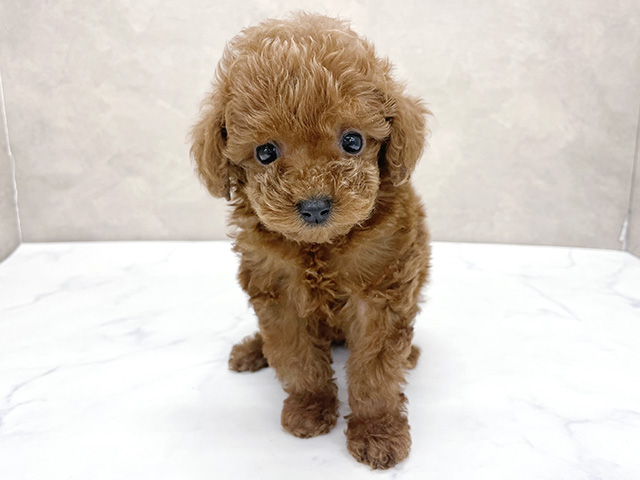 トイプードル