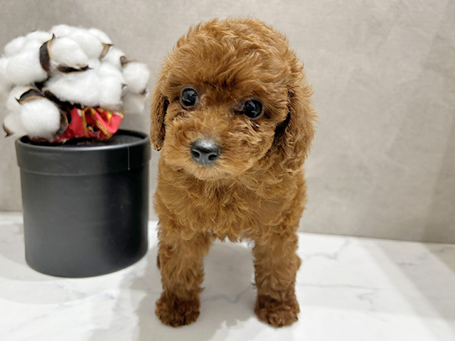 広島県のトイプードル(タイニー) (ペッツファースト宇品店/2026年1月3日生まれ/女の子/レッド)の子犬の1枚目の画像