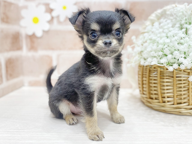 福岡県のチワワ(ロング) (ペッツファースト筑紫野店/2026年1月5日生まれ/男の子/ブラックタン)の子犬の1枚目の画像