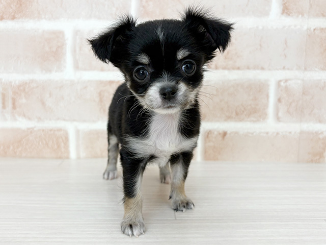 埼玉県のチワワ(ロング) (ペッツファーストさいたま新都心店/2026年1月5日生まれ/女の子/ブラックタン)の子犬の1枚目の画像