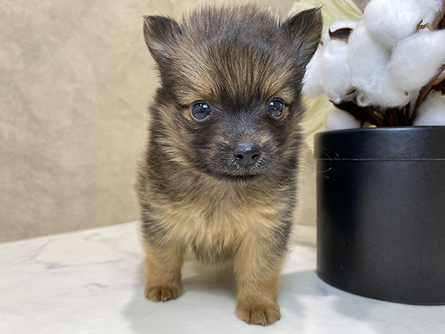 兵庫県のポメチワ/チワポメ/ポメチー(ポメラニアン×チワワ) (ペッツファースト神戸三宮センター街店/2026年1月5日生まれ/男の子/オレンジ)の子犬