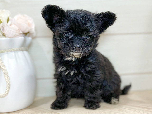 東京都のチワプー/プーチー(チワワ×プードル) (ペッツファースト吉祥寺本店/2026年1月4日生まれ/女の子/ブラック)の子犬の1枚目の画像