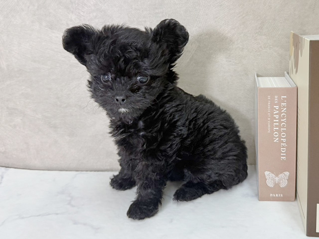 愛知県のチワプー/プーチー(チワワ×プードル) (ペッツファースト名古屋南店/2026年1月4日生まれ/女の子/ブラック)の子犬の1枚目の画像