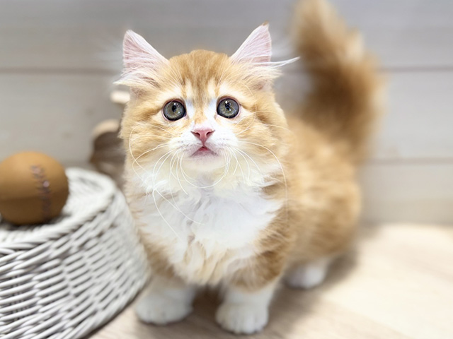 群馬県のミヌエット (ペッツファースト高崎店/2026年1月3日生まれ/男の子/レッドタビーホワイト)の子猫の1枚目の画像