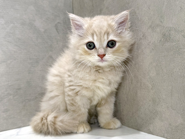 静岡県のラガマフィン (ペッツファースト富士宮店/2026年1月4日生まれ/男の子/クリームタビー)の子猫の1枚目の画像