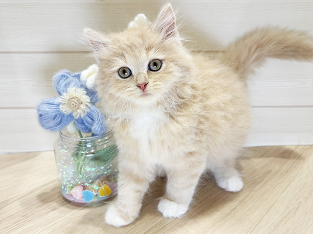 大阪府のラガマフィン (ペッツファーストららぽーと門真店/2026年1月3日生まれ/男の子/クリームタビーホワイト)の子猫