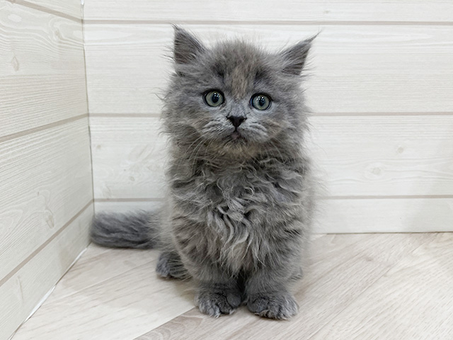 福岡県のミヌエット (ペッツファースト福岡天神店/2026年1月5日生まれ/男の子/ブルー)の子猫の1枚目の画像