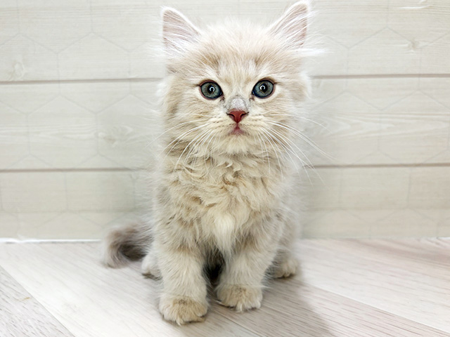 埼玉県のラガマフィン (ペッツファーストレイクタウン店/2026年1月3日生まれ/男の子/クリームタビー)の子猫の1枚目の画像