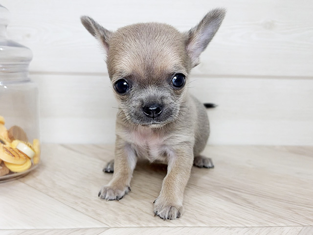 兵庫県のチワワ(スムース) (ペッツファースト神戸元町店/2026年1月2日生まれ/男の子/ブルーフォーン)の子犬の1枚目の画像