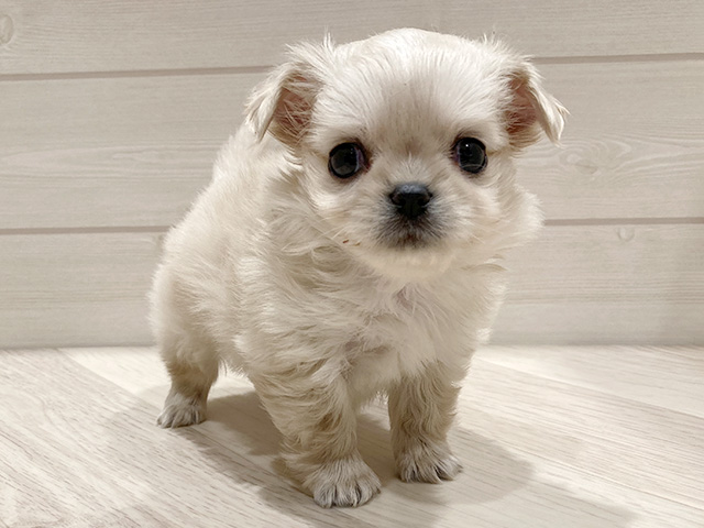 東京都のチワペキ/ペキチー/ペキチワ(チワワ×ペキニーズ) (ペッツファースト豊洲店/2026年1月2日生まれ/女の子/クリーム)の子犬の1枚目の画像