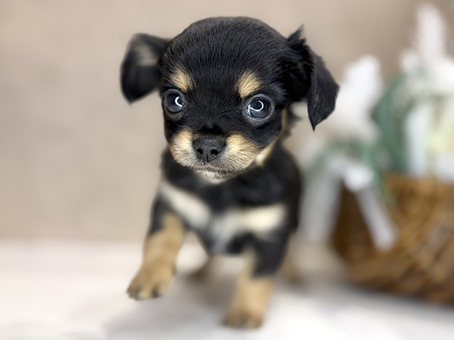 大阪府のチワックス(チワワ×ダックス) (ペッツファースト茶屋町店/2026年1月5日生まれ/女の子/ブラックタン)の子犬の1枚目の画像