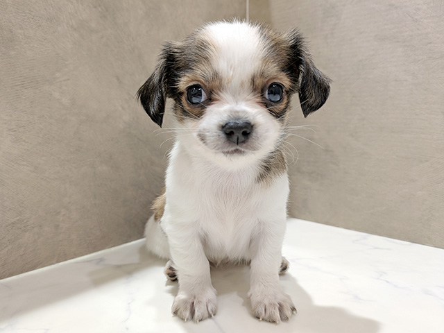 秋田県のチワックス(チワワ×ダックス) (ペッツファースト秋田店/2026年1月5日生まれ/女の子/レッドホワイト)の子犬の1枚目の画像