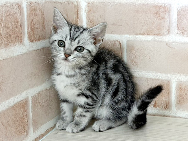 アメリカンショートヘアー, 性別 男の子, 誕生日 2026/01/02, 毛色 シルバータビー, 出身 静岡県, 店舗 さいたま新都心店(埼玉県), お問い合わせ番号 300005002