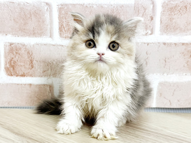 大阪府のスコティッシュフォールド (ペッツファースト寝屋川店/2026年1月2日生まれ/女の子/ダイリュートキャリコ)の子猫の1枚目の画像