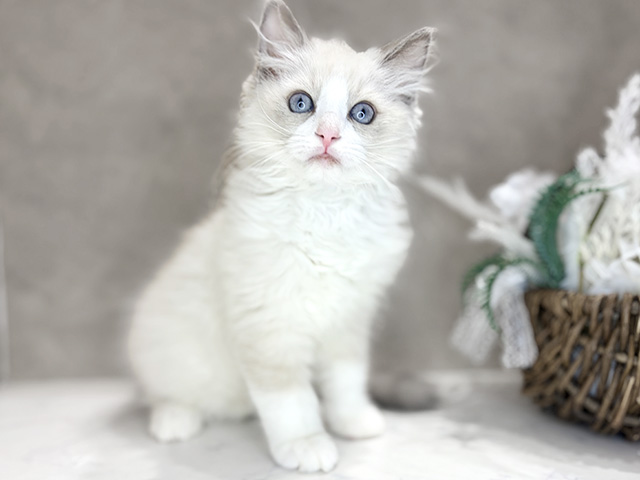 大阪府のラグドール (ペッツファースト茶屋町店/2026年1月6日生まれ/女の子/ブルーポイントバイカラー)の子猫の1枚目の画像