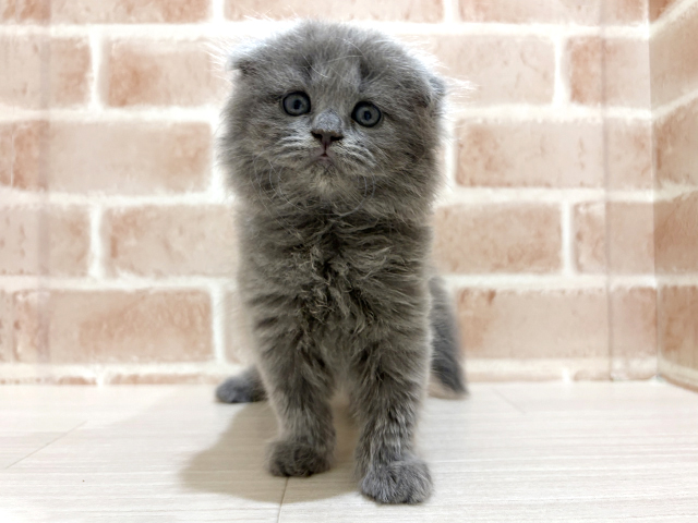 神奈川県のスコティッシュフォールド (ペッツファーストfor cats横浜元町店/2026年1月6日生まれ/女の子/ブルー)の子猫の1枚目の画像