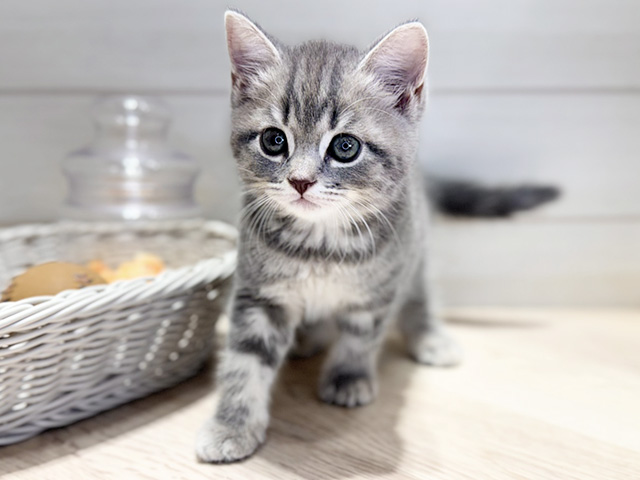 群馬県のブリティッシュショートヘアー (ペッツファースト高崎店/2026年1月6日生まれ/男の子/ブルータビー)の子猫の1枚目の画像