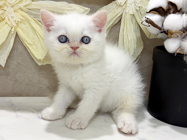 兵庫県のエキゾチックショートヘアー (ペッツファースト神戸三宮センター街店/2026年1月6日生まれ/男の子/クリームポイント)の子猫