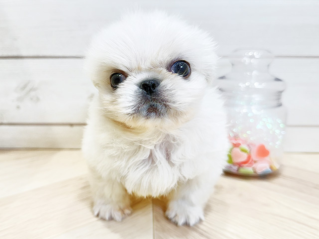 ペキニーズ, 性別 男の子, 誕生日 2026/01/06, 毛色 ホワイトクリーム, 出身 埼玉県, 店舗 広島府中店(広島県), お問い合わせ番号 2510677