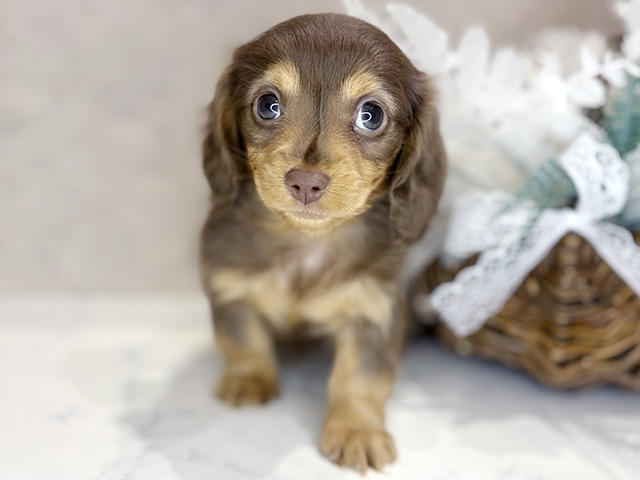 大阪府のカニンヘンダックスフンド(ロング) (ペッツファースト茶屋町店/2026年1月6日生まれ/女の子/チョコレートタン)の子犬の1枚目の画像