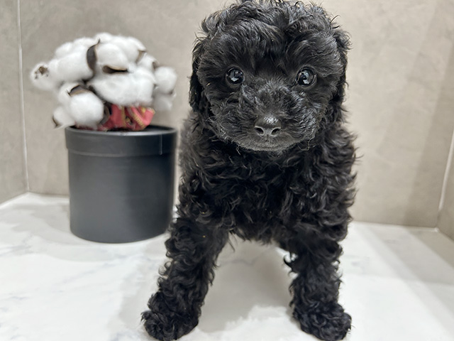 広島県のトイプードル(トイ) (ペッツファースト宇品店/2026年1月6日生まれ/女の子/ブラック)の子犬の1枚目の画像