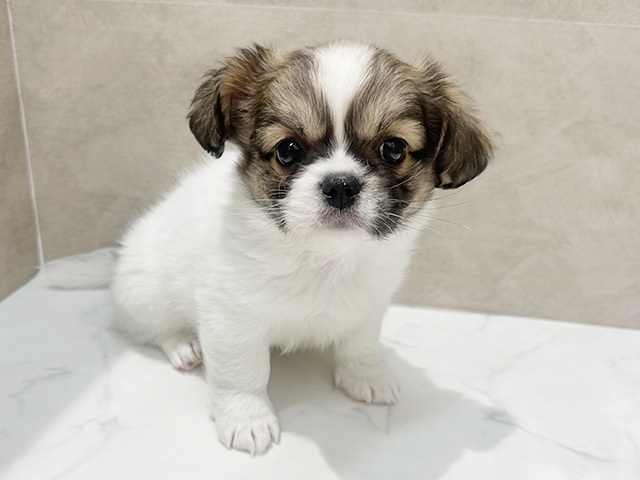 福岡県のチワペキ/ペキチー/ペキチワ(チワワ×ペキニーズ) (ペッツファースト福津店/2026年1月3日生まれ/女の子/ホワイトレッド)の子犬の1枚目の画像