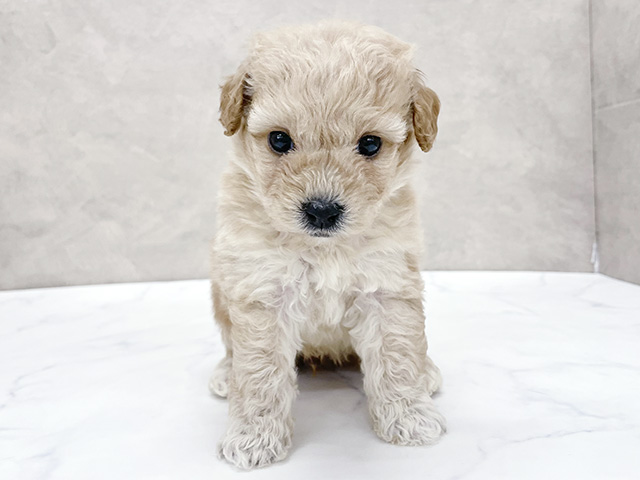 東京都のビションプー(ビションフリーゼ×プードル) (ペッツファースト八王子多摩美大前店/2026年1月6日生まれ/男の子/アプリコット)の子犬の1枚目の画像