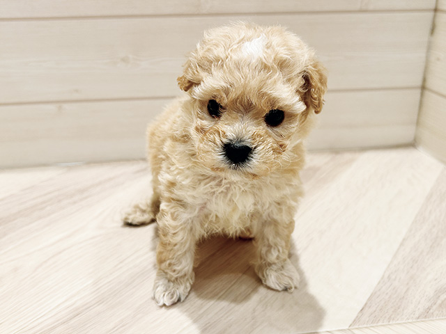 東京都のビションプー(ビションフリーゼ×プードル) (ペッツファースト豊洲店/2026年1月6日生まれ/男の子/アプリコット)の子犬の1枚目の画像