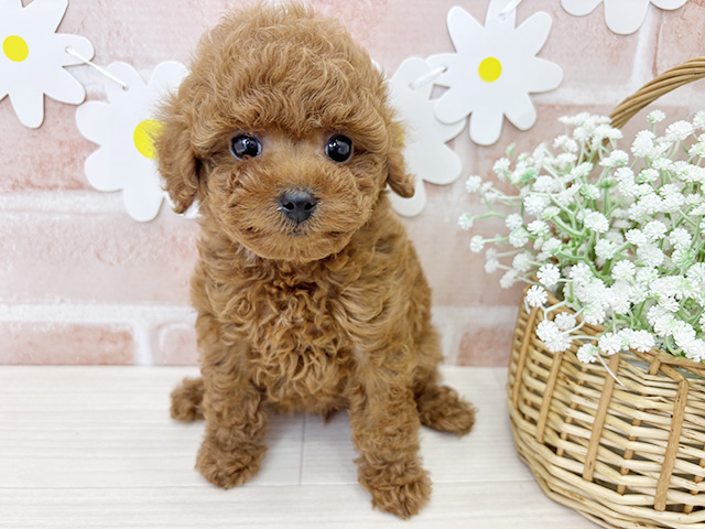 鹿児島県のトイプードル(タイニー) (ペッツファースト鹿児島店/2026年1月5日生まれ/女の子/レッド)の子犬の1枚目の画像