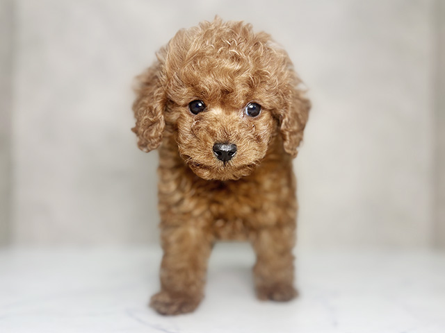 大阪府のトイプードル(タイニー) (ペッツファースト東大阪店/2026年1月6日生まれ/女の子/レッド)の子犬