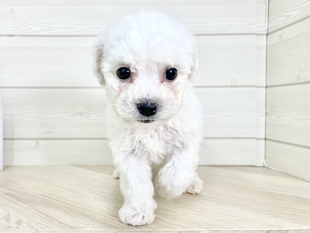 ビションフリーゼ