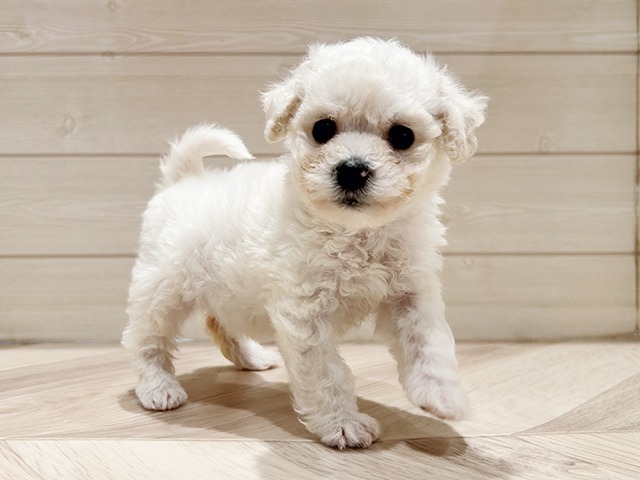 ビションフリーゼ