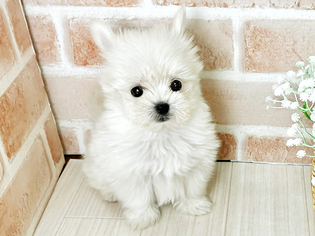 ポメラニアンミックス