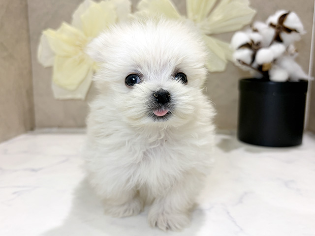 ポメラニアンミックス