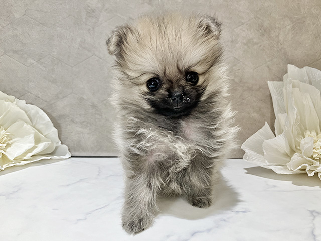 茨城県のポメラニアン (ペッツファースト土浦店/2026年1月6日生まれ/女の子/ウルフセーブル)の子犬