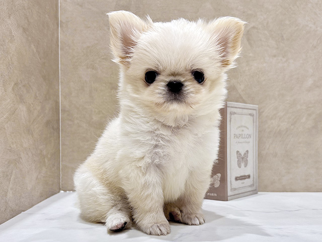 奈良県のチワペキ/ペキチー/ペキチワ(チワワ×ペキニーズ) (ペッツファースト橿原店/2026年1月5日生まれ/男の子/クリーム)の子犬の1枚目の画像