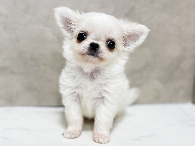 東京都のチワペキ/ペキチー/ペキチワ(チワワ×ペキニーズ) (ペッツファースト池袋店/2026年1月5日生まれ/女の子/クリーム)の子犬の1枚目の画像